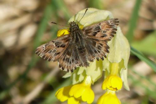 Réf. 227 817 : Carcharodus alceae